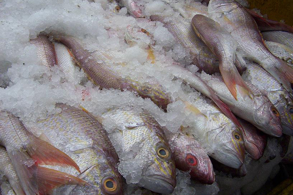 Seafood